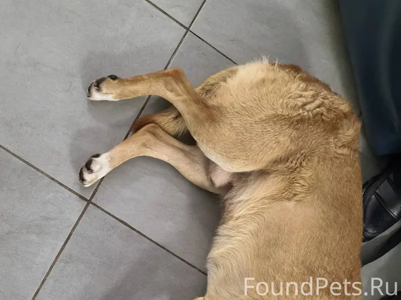 Авто волонтёр найден 🙏 ❄️❄️❄️❄...