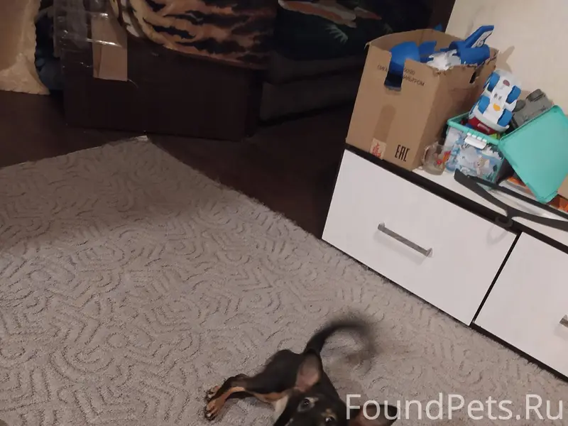 Пропала собака!!!! В районе ве...