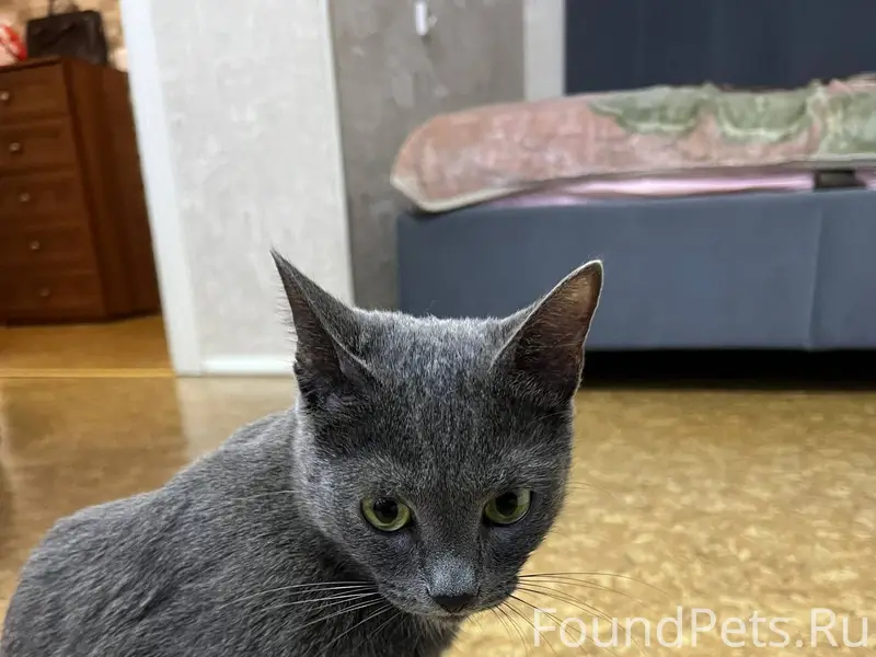 Пропал кот , откликается на кл...