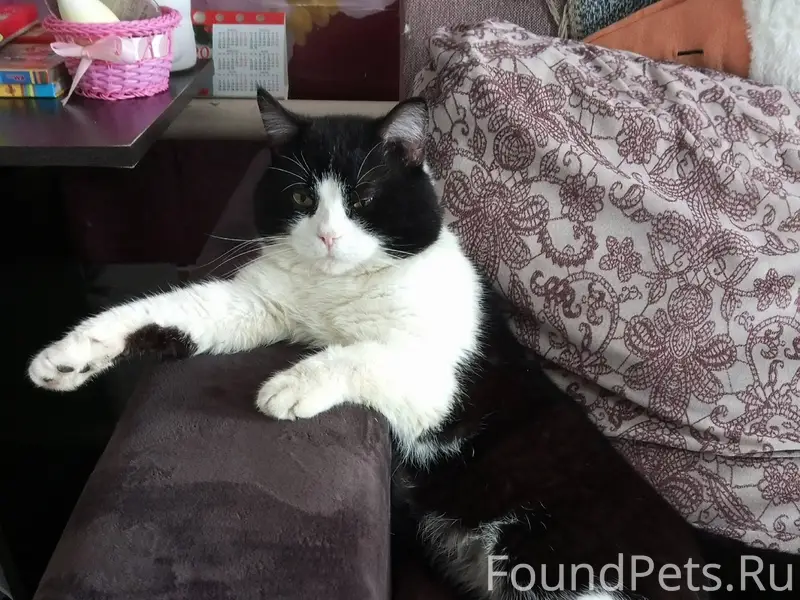 Пропал кот,откликается на Мася...