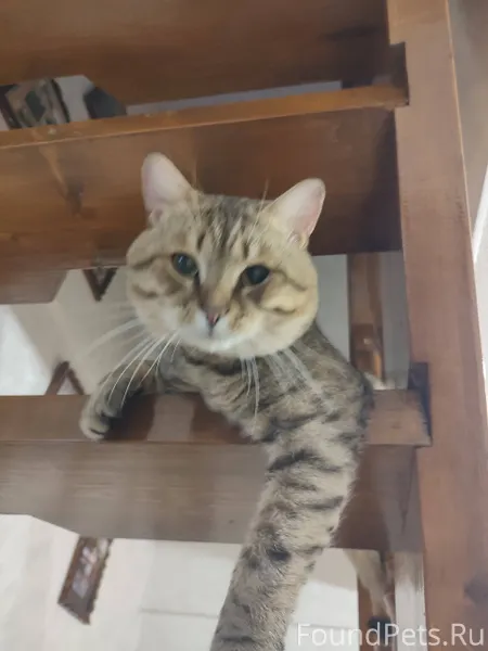 Пропал кот в м. Дав-1...