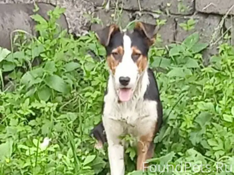 На новый год от салютов сбежал...