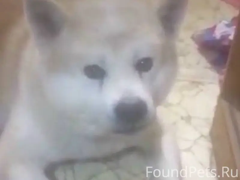 Найдена собака Акита-ину в рай...