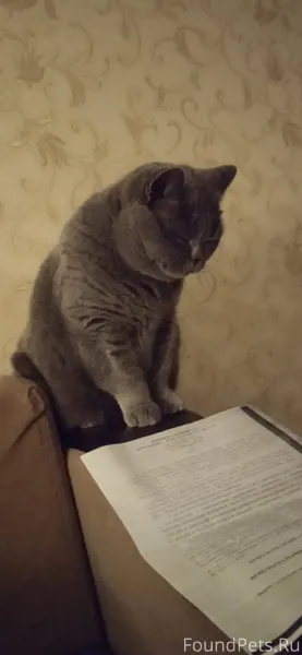 Пропала кошка в районне улицы ...