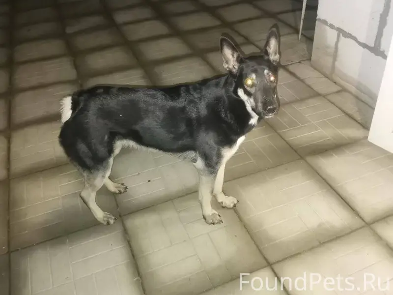 Пропала собака, девочка. Ласко...