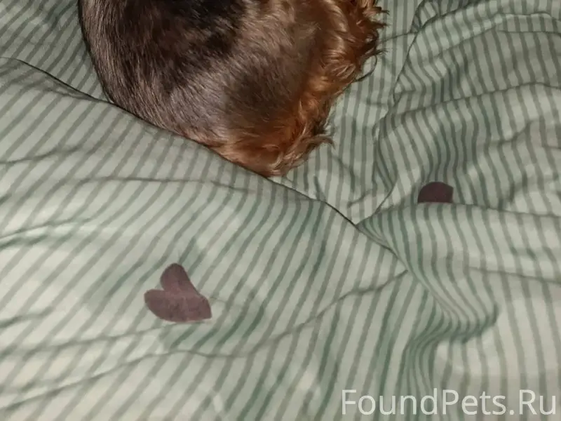 Найдена собака, кто-то оставил...