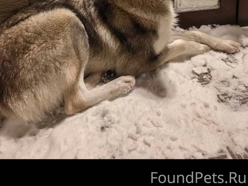 Пропала собака, может находить...