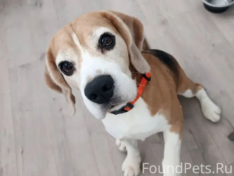 Найдена собака! Бигль. С оранж...