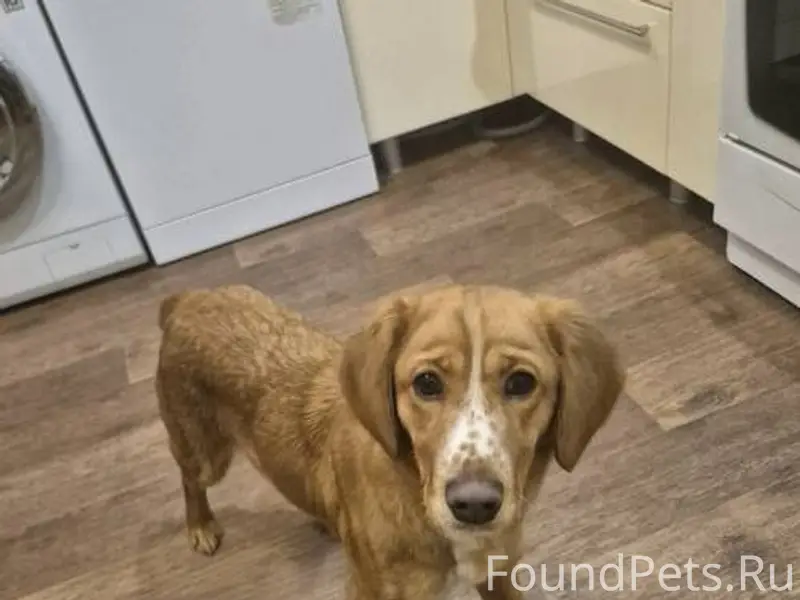 В Кетово найдена собака,сука,п...