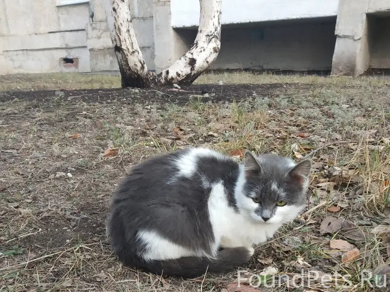 Пропал котенок, жила в подвале...