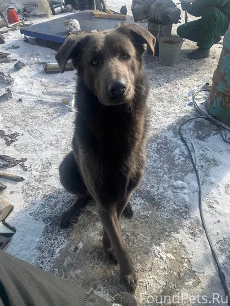 Потерялась собака!Зовут Грей,д...