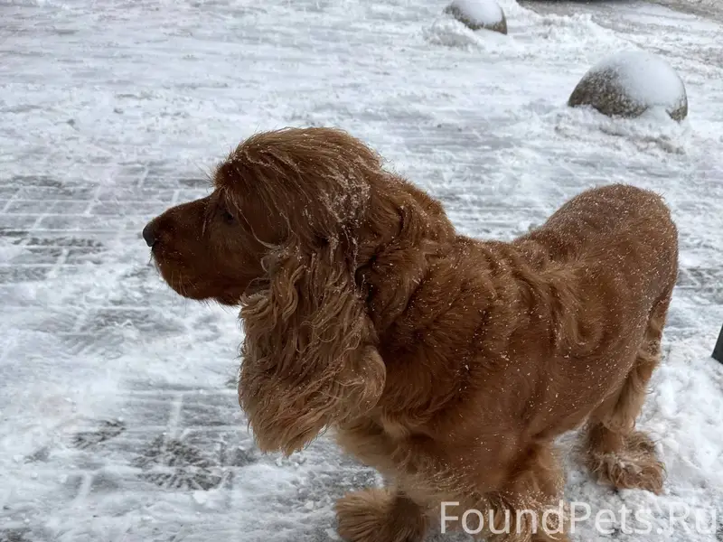 ПОТЕРЯЛАСЬ СОБАКА! Гаврилова, ...