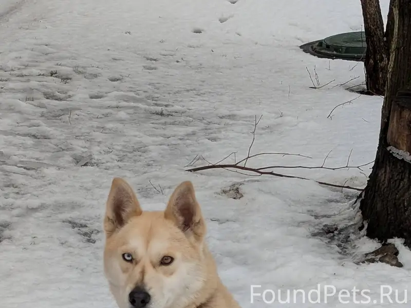 Кто потерял собаку? С ошейнико...