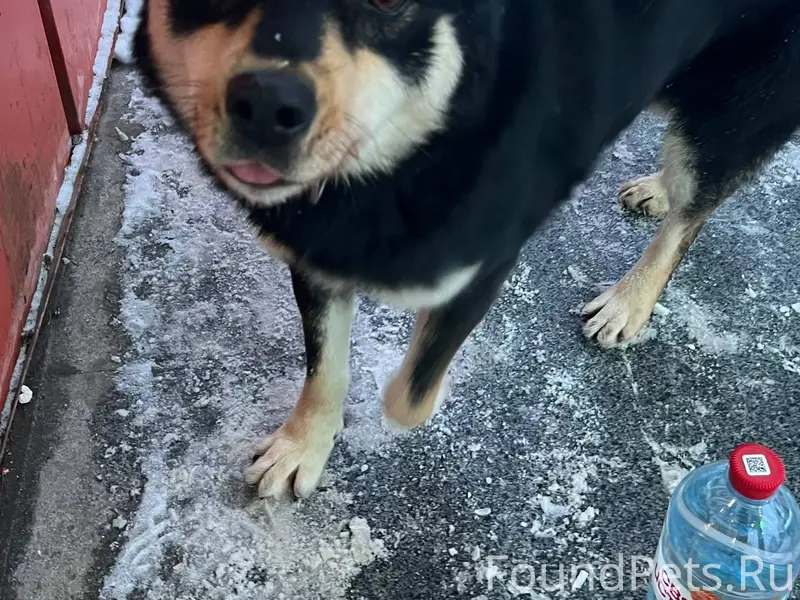 Найдена собака, ищем старых-но...