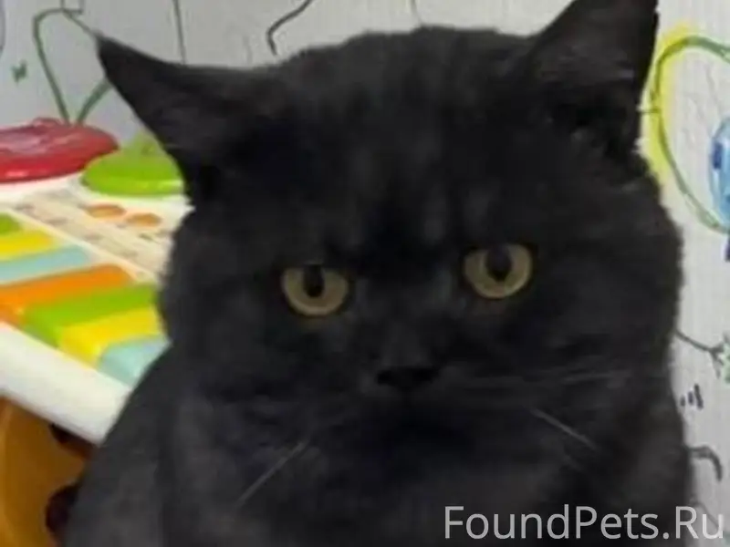 ПРОПАЛ КОТ!!!!! Район пожарной...