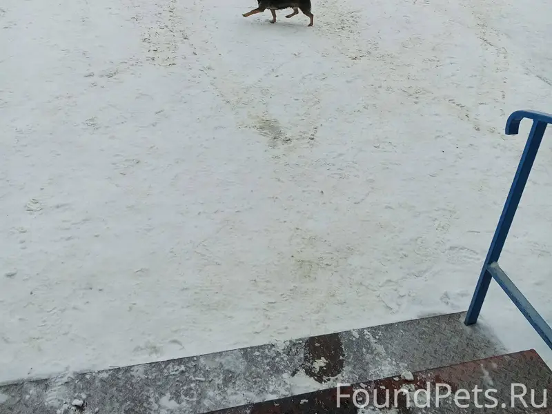 1. Найдена собачка маленькой п...