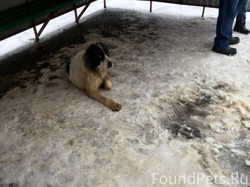 🆘‼️🆘‼️🆘‼️ Кто потерял, собака ...