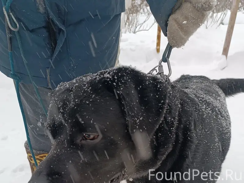1 СРОЧНО! НАЙДЕН ЧЕРНЫЙ КОБЕЛЬ...