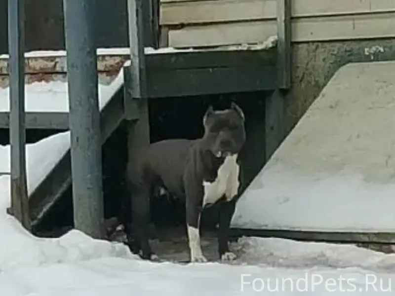 ‼️найдена собака ‼️ухоженная ,...