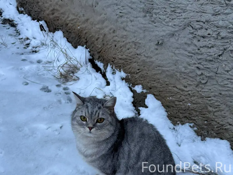 Найден кот на улице Чайковског...