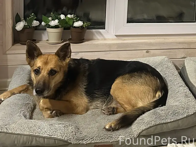 Пропала собака метис! 