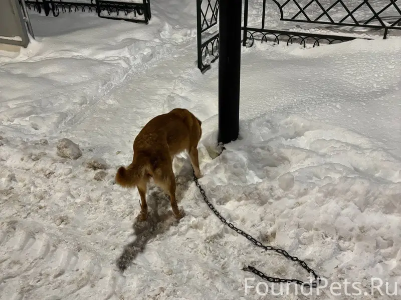 Ищу собаку Сбежала сегодня ноч...