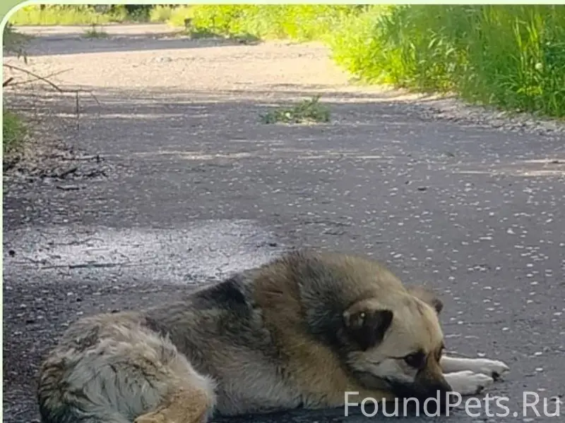 31.12 вечером пропала наша Жул...