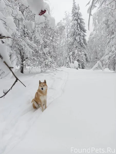 Потерялась собака лайка, кобел...