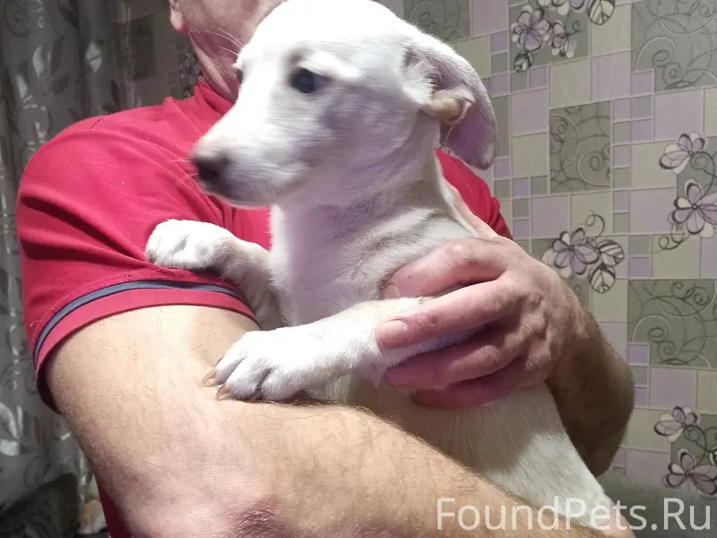 Потерялся щенок, забежал к нам...