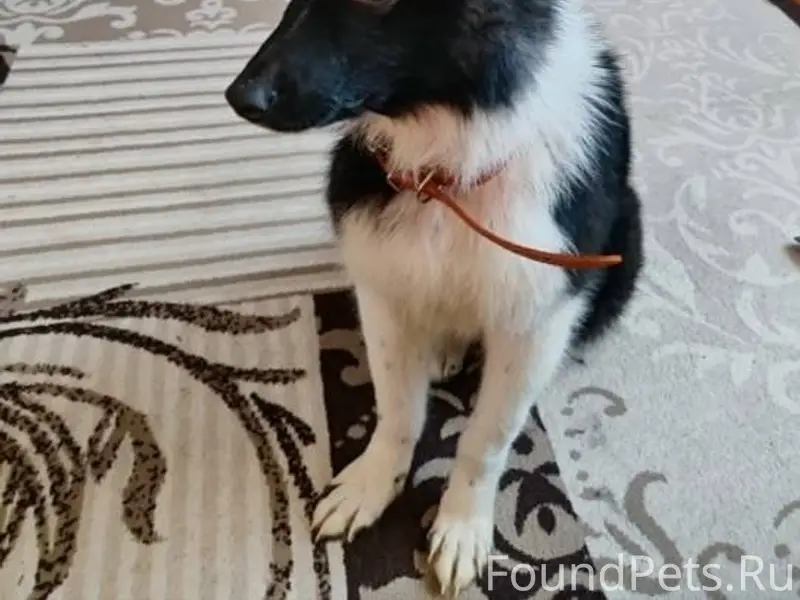 Найдена в г. Кадников. Молодой...