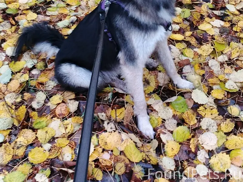 Сбежал пёс в кярострове, отзыв...