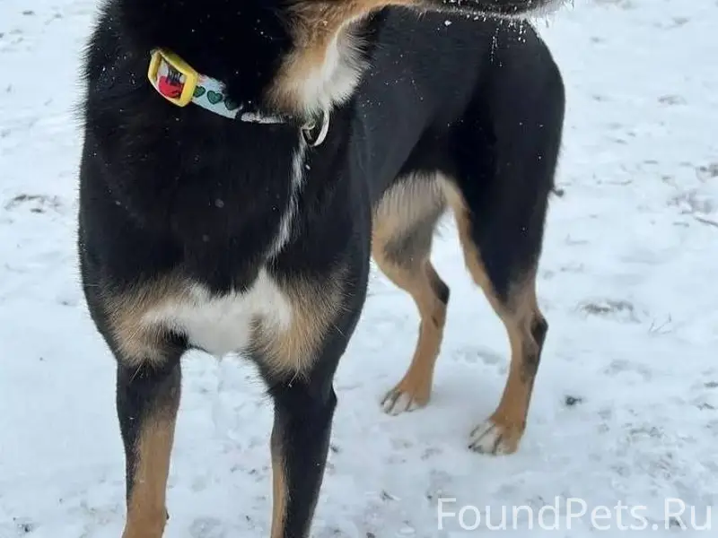 ПРОПАЛА СОБАКА моих друзей. Уб...