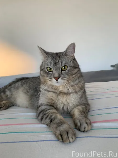 Пропал кот, не теряем надежды ...