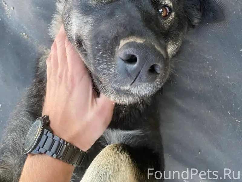 Потерялась месяц назад из Кедр...