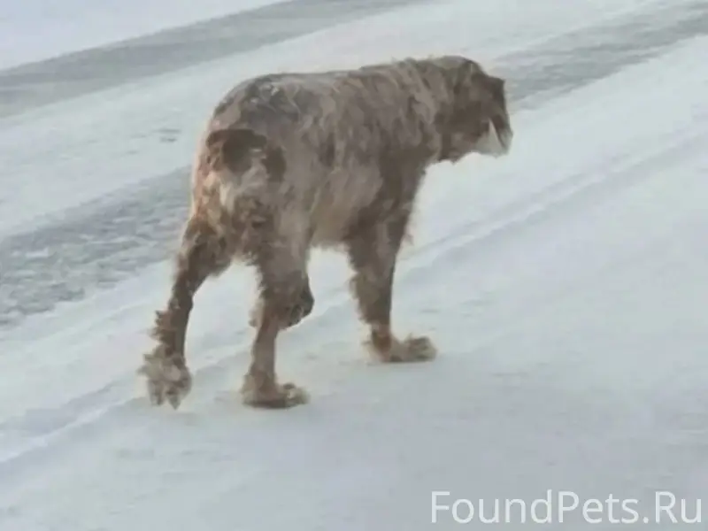 Потерялась собака русский спан...