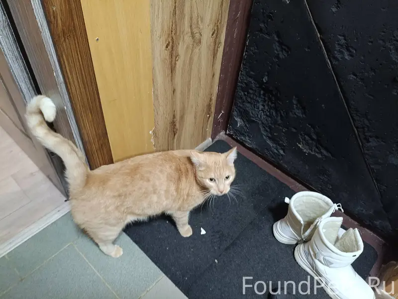 Найден кот в подъезде на Дудин...
