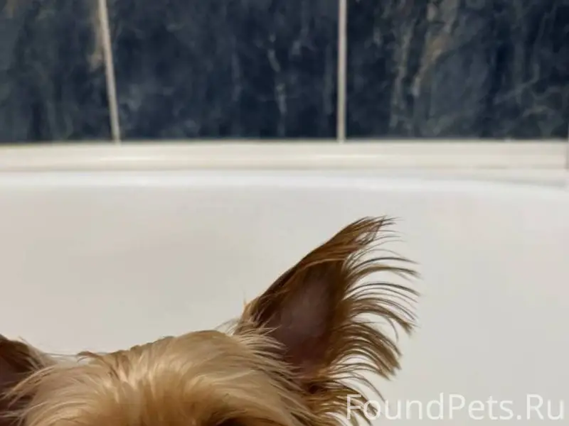 Найдена собака, девочка, в рай...