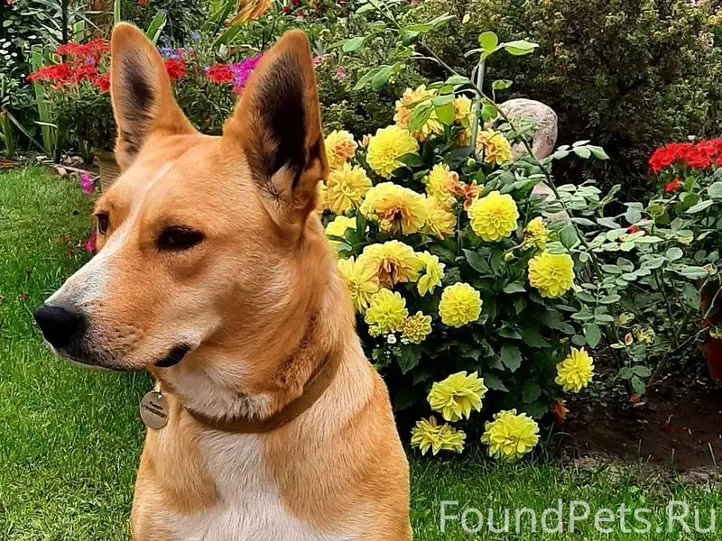 Ищем собаку по кличке Рыжуля. ...