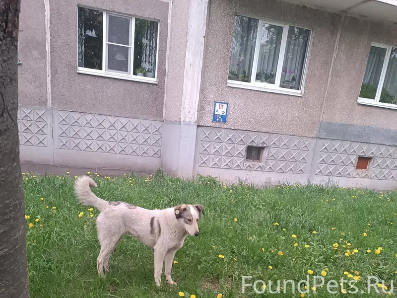 Здравствуйте. Пропал пес перед...