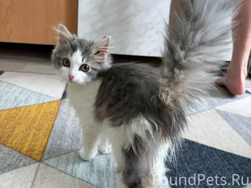 5 января найден котенок, вроде...