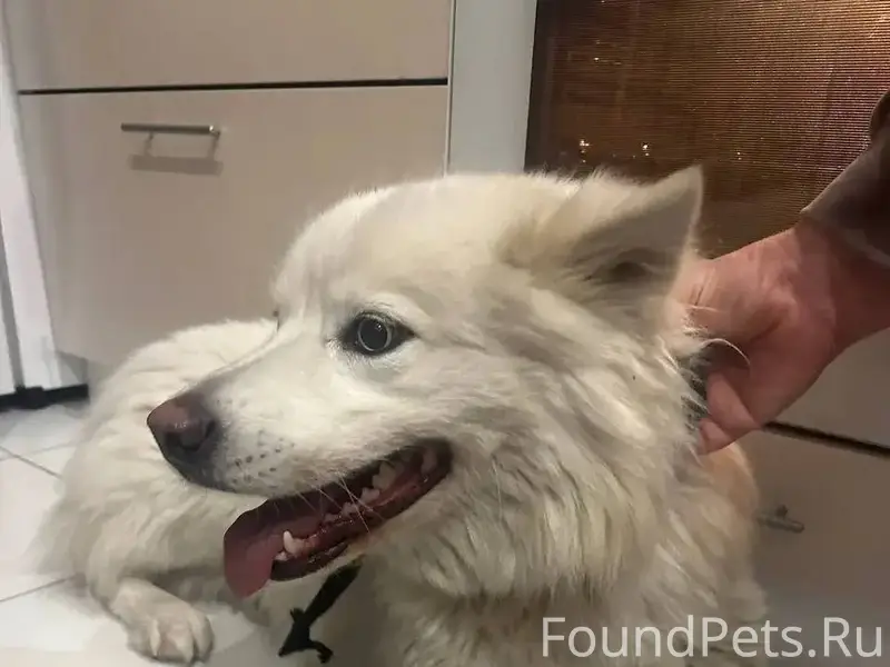 Найдена Собака породы Самоед, ...