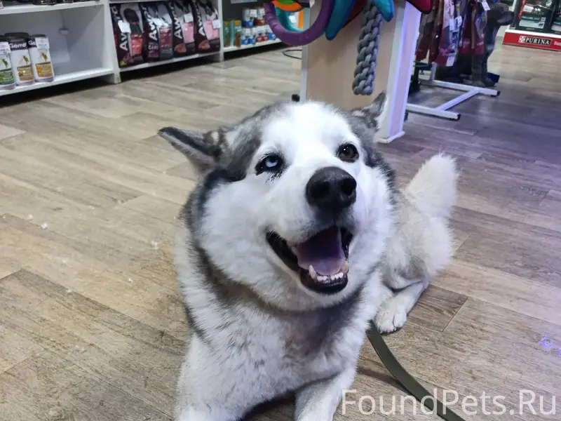 У нас новый подопечный. Вольт,...