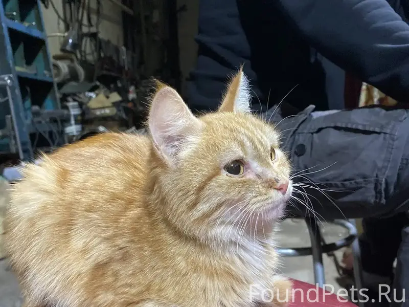 Найдена кошечка ещё до Нового ...