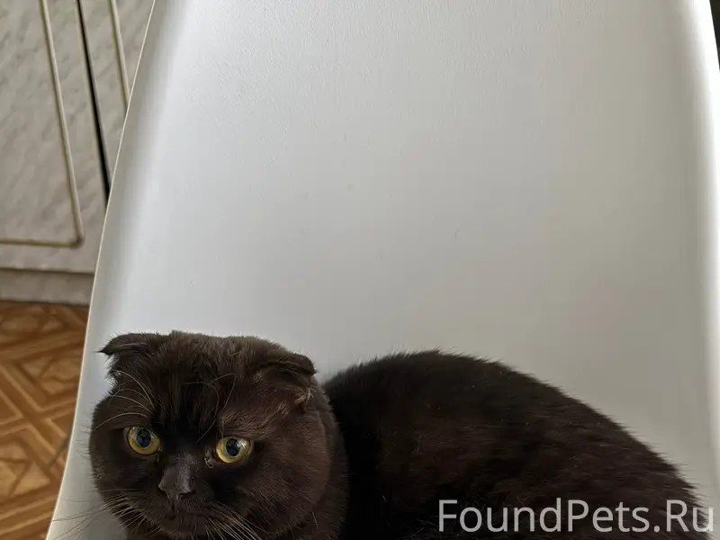 Пропал кот по кличке Мегатрон ...