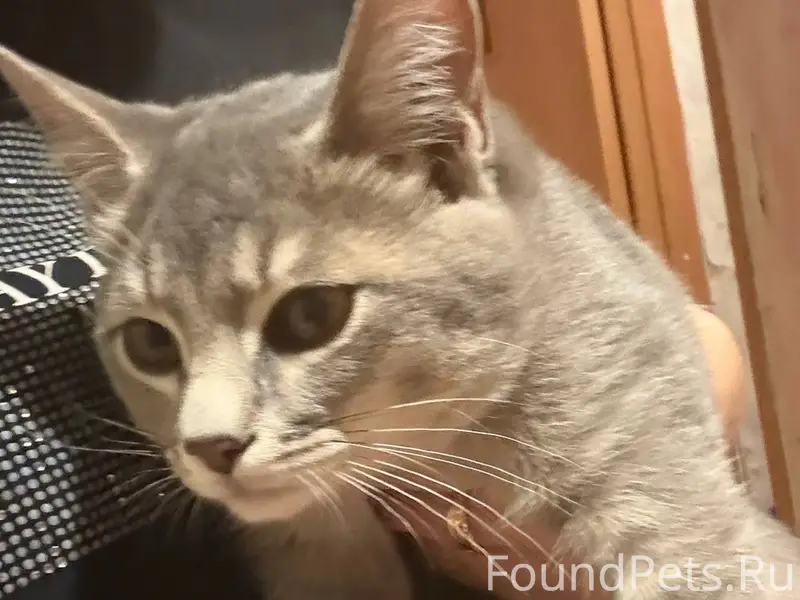 Пропал котенок. Возраст 6 меся...
