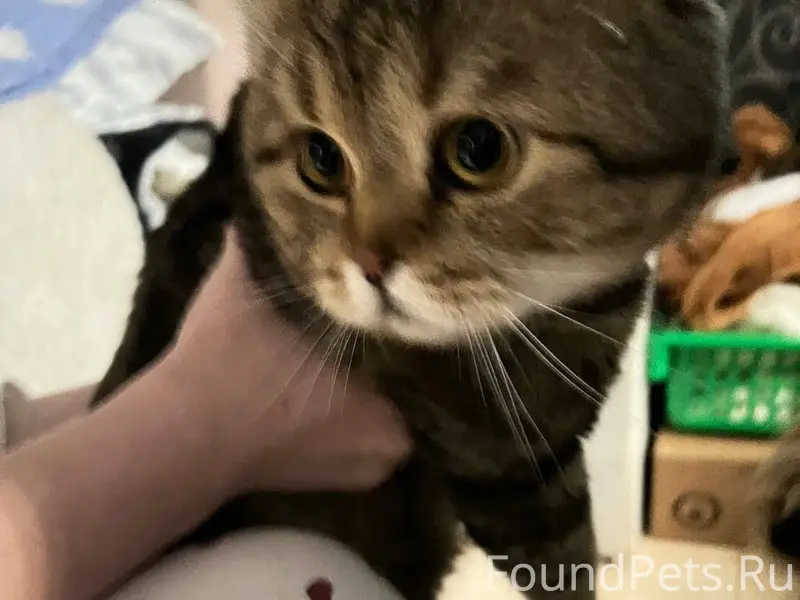 ‼️НАЙДЕН КОТ‼️ кота подбросили...