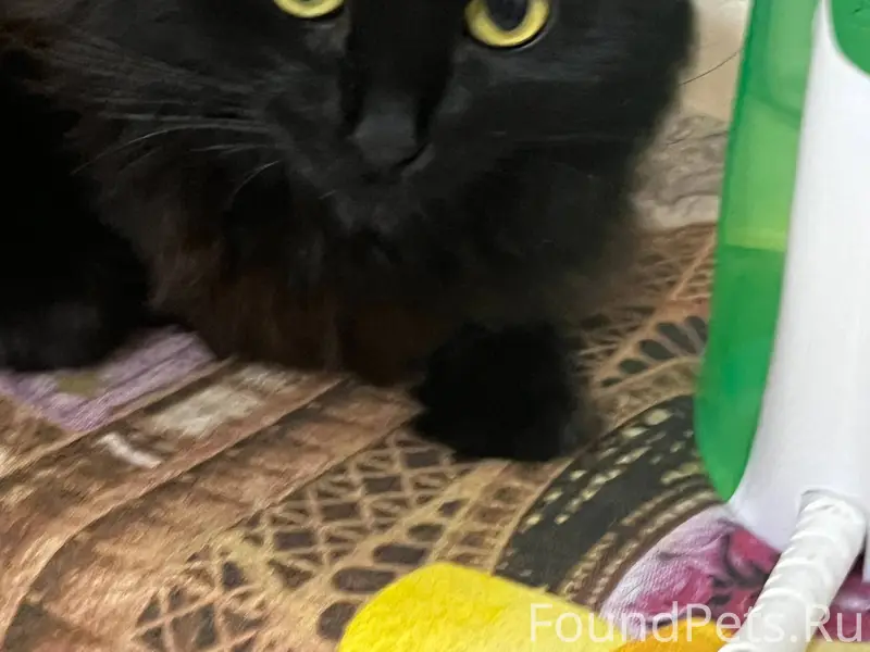 Здравствуйте! Пропал черный ко...