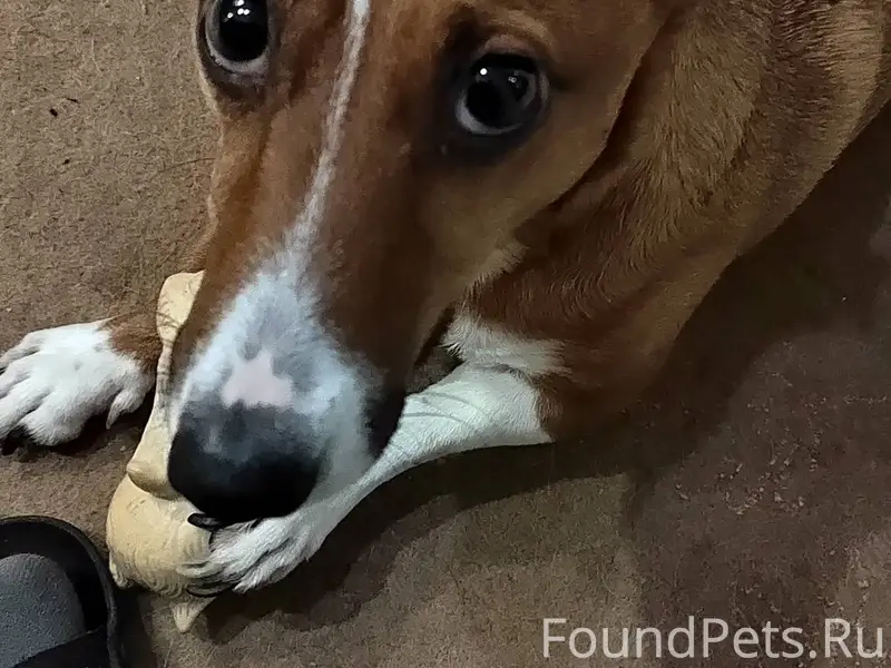 Потерялась собака джек-рассел-...