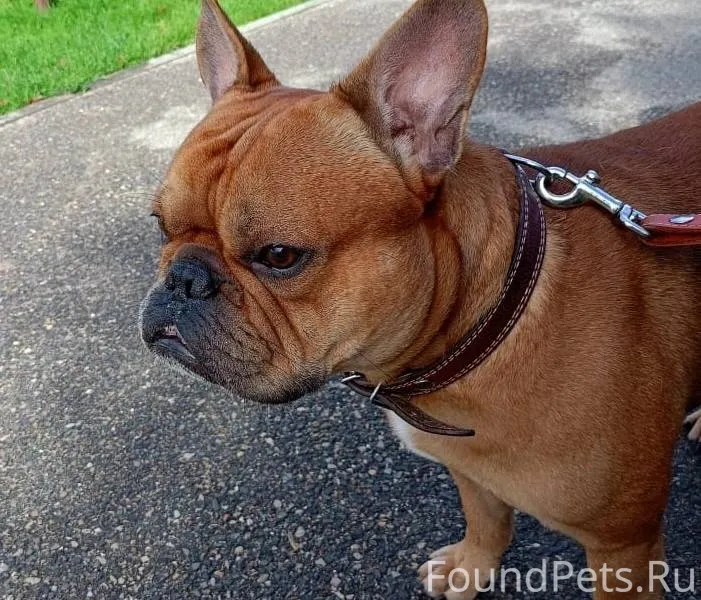 2.01.26 Пропала собака, мальчи...