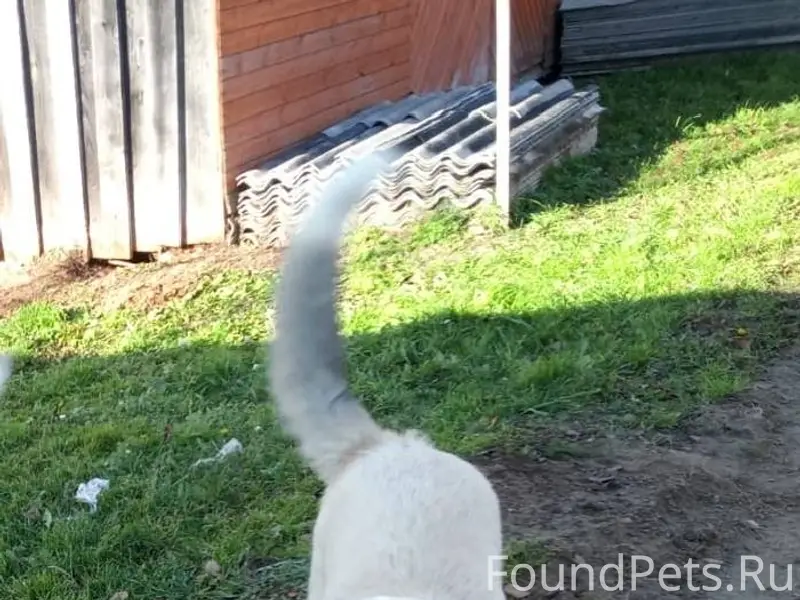 Пропал молодой пёс д. Нигино ,...